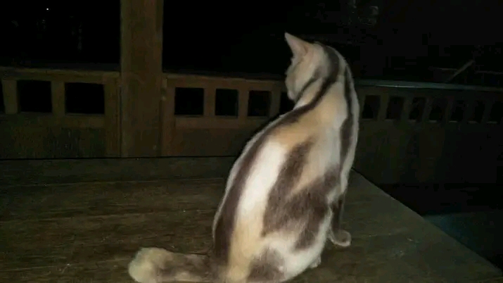 Nanaeke Aluppas's profile picture